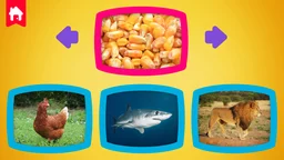 What do animals eat?